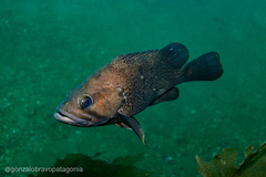 Acanthistius patachonicus