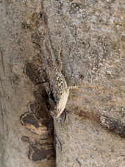 Anolis nebulosus