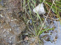 Thamnophis pulchrilatus
