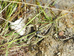 Thamnophis pulchrilatus