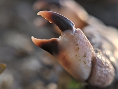 Lophopanopeus leucomanus