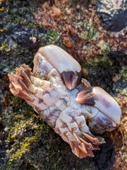 Lophopanopeus leucomanus