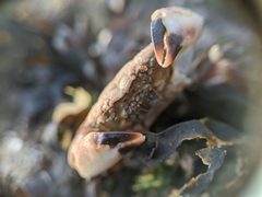 Lophopanopeus leucomanus