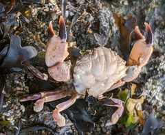 Lophopanopeus leucomanus