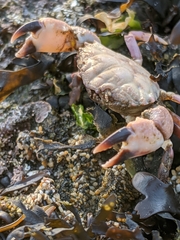 Lophopanopeus leucomanus