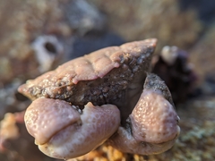 Lophopanopeus leucomanus