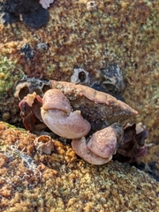 Lophopanopeus leucomanus