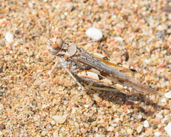 Acrotylus longipes
