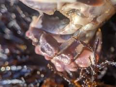 Lophopanopeus leucomanus