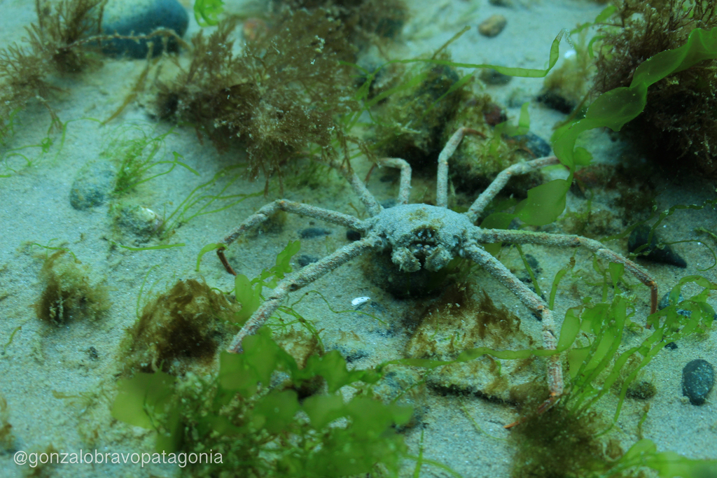 Spider Crabs and Decorator Crabs (Gwaii Haanas Kelp Forest &