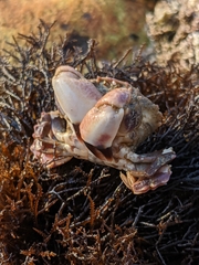 Lophopanopeus leucomanus