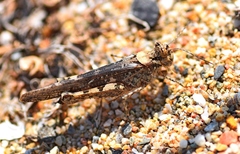 Acrotylus longipes
