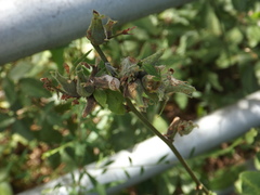 Dasineura meibomiae
