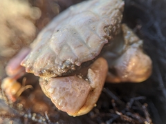 Lophopanopeus leucomanus