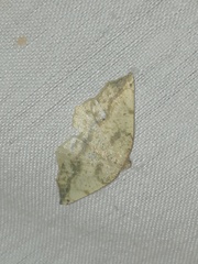 Antepione thisoaria
