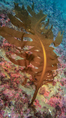 Undaria pinnatifida