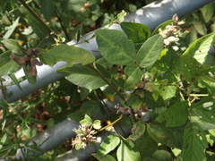 Dasineura meibomiae