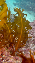 Undaria pinnatifida