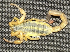 Uroplectes vittatus