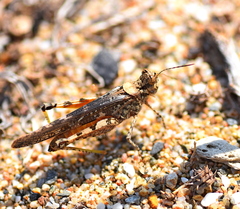 Acrotylus longipes