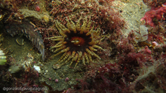 Anthozoa