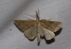 Phalaenostola metonalis