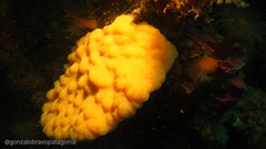 Ascidiacea