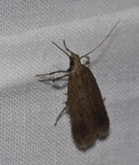 Helcystogramma