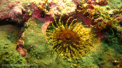 Anthozoa