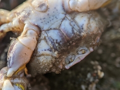 Lophopanopeus leucomanus