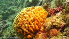 Porifera
