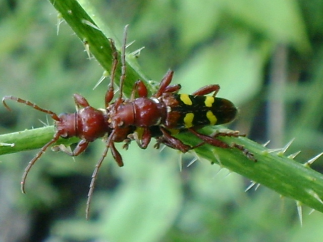 Stenygra