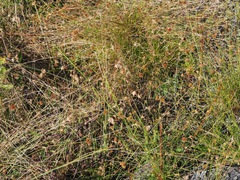 Rhynchospora chapmanii