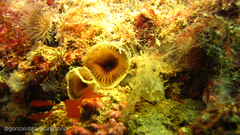 Myxicola