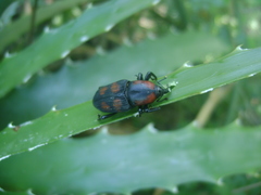 Metamasius ciliatus