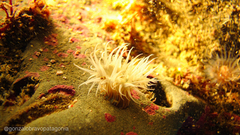 Anthothoe chilensis
