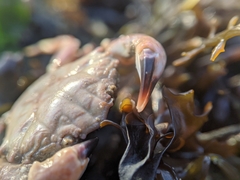 Lophopanopeus leucomanus