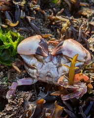 Lophopanopeus leucomanus