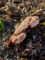 Lophopanopeus leucomanus