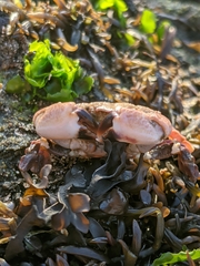 Lophopanopeus leucomanus