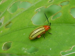 Disonycha stenosticha