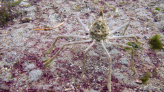 Eurypodius longirostris