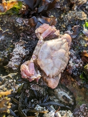 Lophopanopeus leucomanus