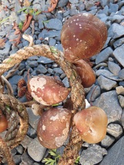 Laqueus vancouveriensis
