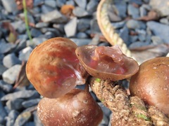 Laqueus vancouveriensis