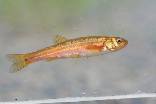 Northern Pearl Dace
