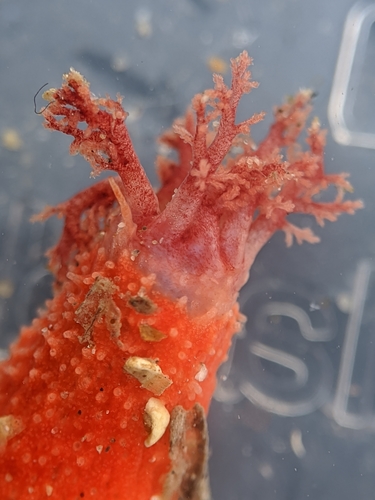 Dwarf Sea Cucumber