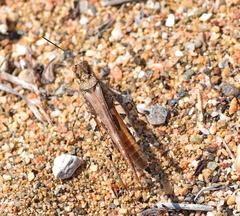 Acrotylus longipes