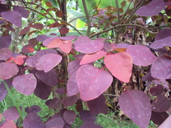 Euphorbia cotinifolia