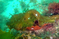 Aplysia extraordinaria